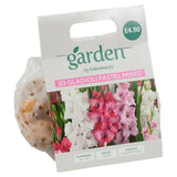 Gladioli Pastel Mixed x30