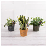 Green Plant in Glass on Stand