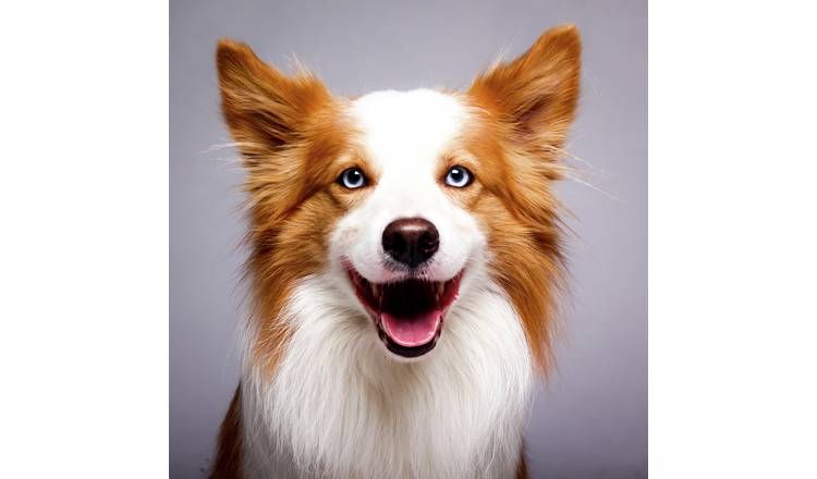 Activity Superstore Pet Photoshoot Gift Experience - McGrocer