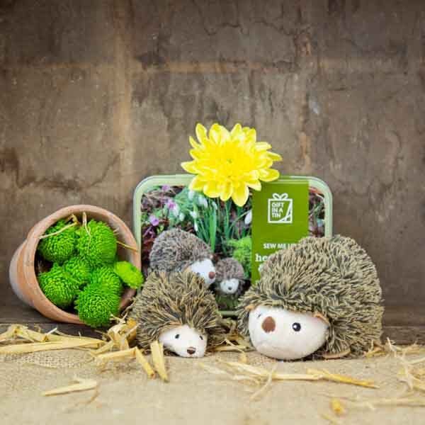 Apples To Pears Gift In A Tin Sew Me Up Hedgehog & Hoglet - McGrocer