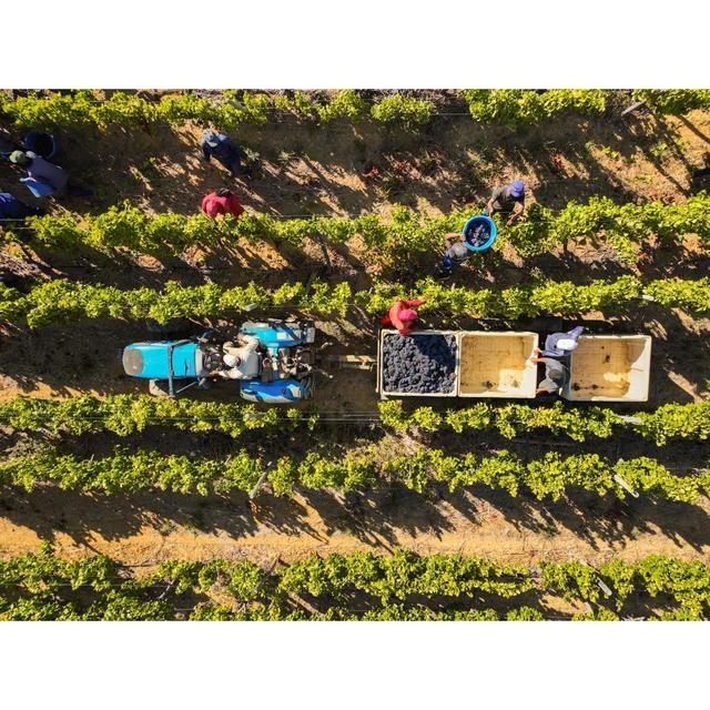 Babylonstoren Candide White Blend   75cl - McGrocer