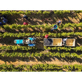 Babylonstoren Candide White Blend   75cl - McGrocer