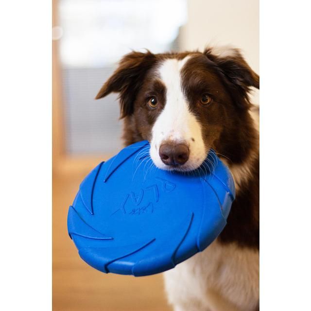 Battersea Foam Frisbee - McGrocer