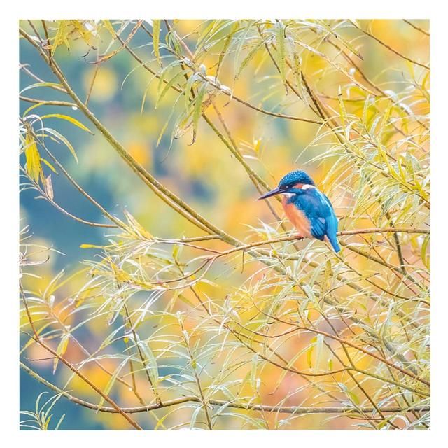 BBC Springwatch Kingfisher Greeting Card - McGrocer