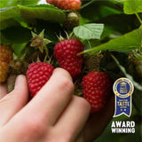 BerryWorld British Raspberries   150g - McGrocer