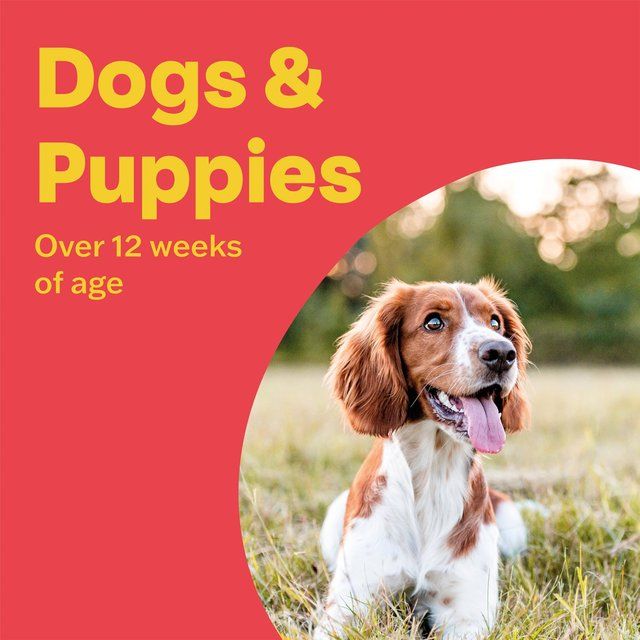 Bob Martin 3in1 Dewormer Tablets for dogs   2 per pack - McGrocer