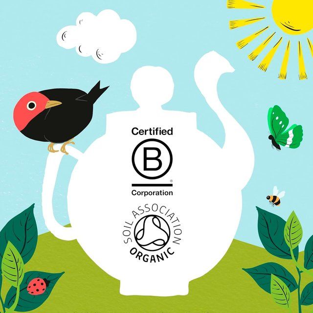 Clipper Organic Fairtrade Green Tea Bags   80 per pack