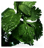 Davidoff Cool Water Man Eau de Toilette 125ml