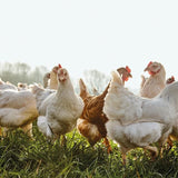 Daylesford Organic Free Range Medium Eggs   6 per pack