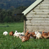 Daylesford Organic Free Range Medium Eggs   6 per pack