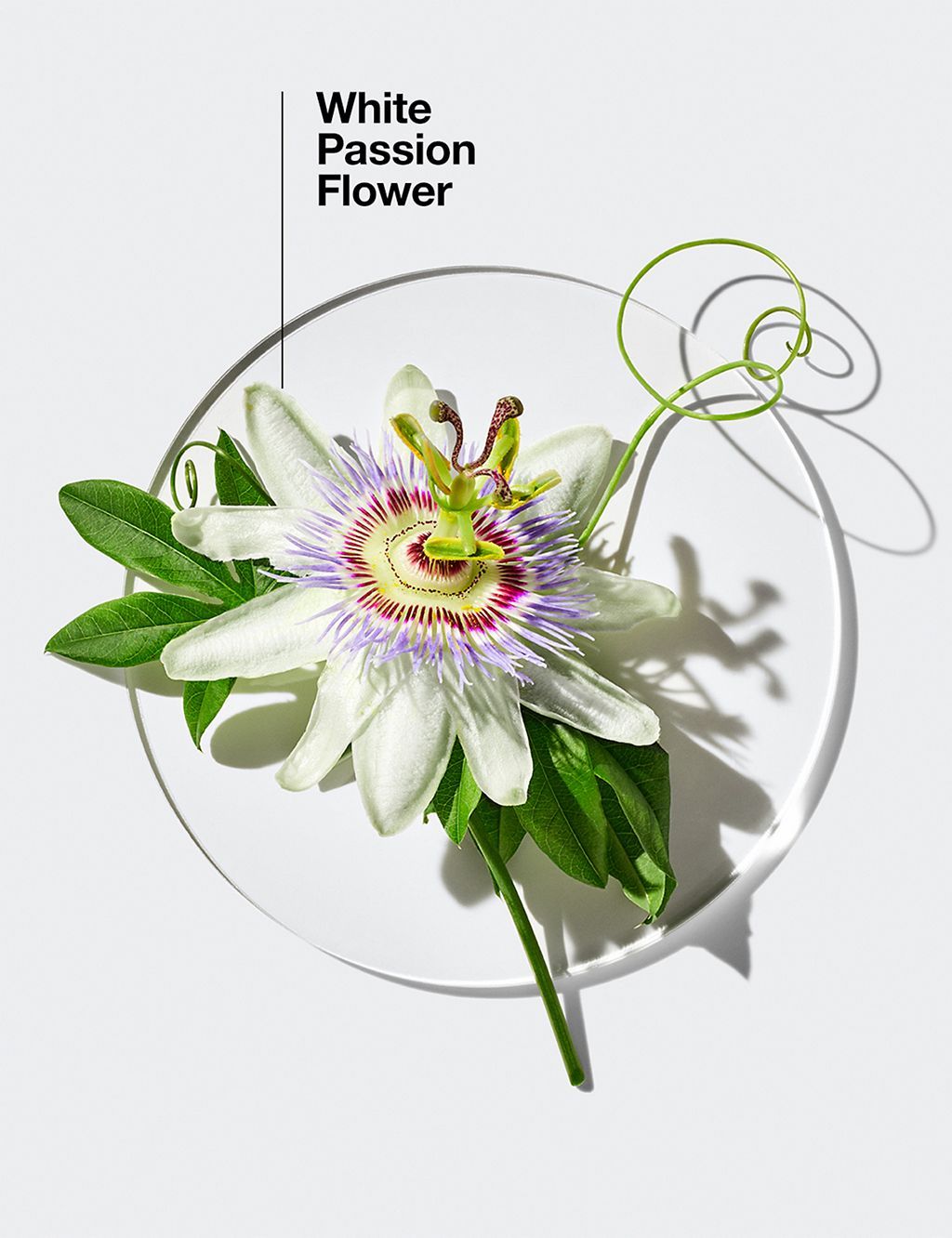 Happy in Paradise&amp;trade; Limited Edition Eau de Parfum Spray 100ml