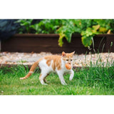 Little Petface Pom Pom Cat &amp;amp; Kitten Toys