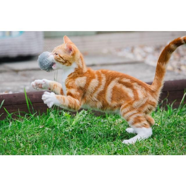 Little Petface Pom Pom Cat &amp;amp; Kitten Toys