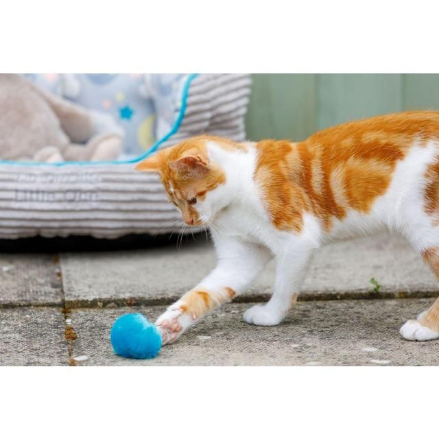 Little Petface Pom Pom Cat &amp;amp; Kitten Toys