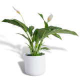 Hello Houseplants Peace Lily | Pot Size: 19cm | (75cm-85cm Height)