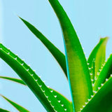 Maui Moisture Nourish &amp;amp; Moisture+ Coconut Milk Conditioner   385ml