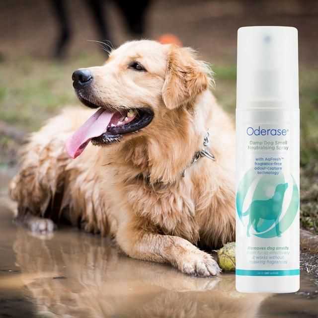 Oderase Damp Dog Smell Neutralising Spray   200ml
