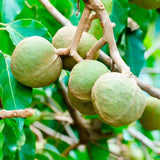 OGX Hydrate &amp;amp; Defrizz+ Kukui Oil pH Balanced Shampoo   385ml