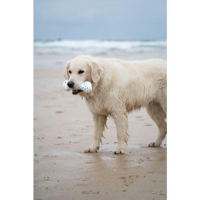 Petface Outdoor Paws Mighty Bone Dog Toy