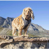 Red Dingo Cool Grey Padded Dog Harness