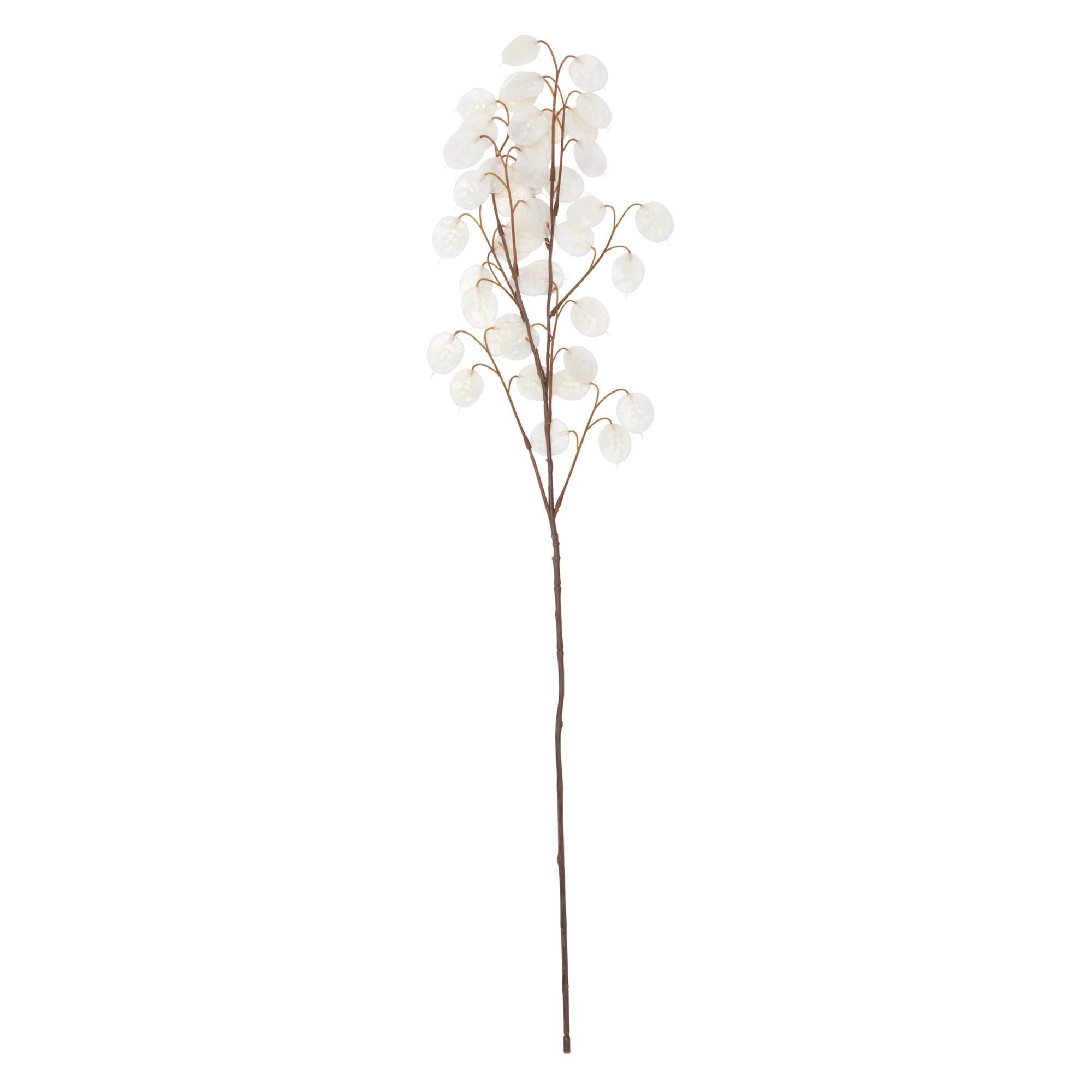 Sainsbury's Home Honesty Seed Single Stem
