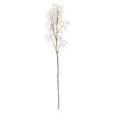 Sainsbury's Home Honesty Seed Single Stem