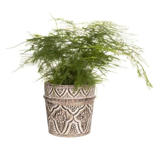 Sass &amp;amp; Belle Amina Planter