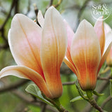 Soft &amp;amp; Gentle Aerosol Magnolia Hug 250Ml