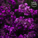 Soft &amp;amp; Gentle Aerosol Orchid Desire 250Ml