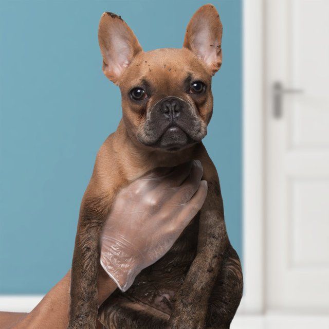 Spontex 100 Handy Latex Free Disposable Gloves   100 per pack